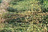 Patrimoine lié au rouissage en Bretagne