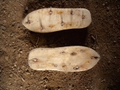 Outil de pêche à pied : sabots ou patins cloutés