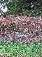 Les talus-murs sur la commune de Pommerit-Jaudy (fusionnée en La Roche-Jaudy en 2019)