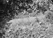 Croix de chemin du Tertre (Monteneuf)