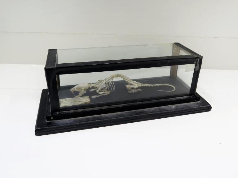 Collections pédagogiques du Lycée Chateaubriand, 136 Boulevard de Vitré (Rennes)