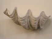 Coquille servant de bénitier