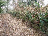 Ardoisière de Lescoat (Motreff)