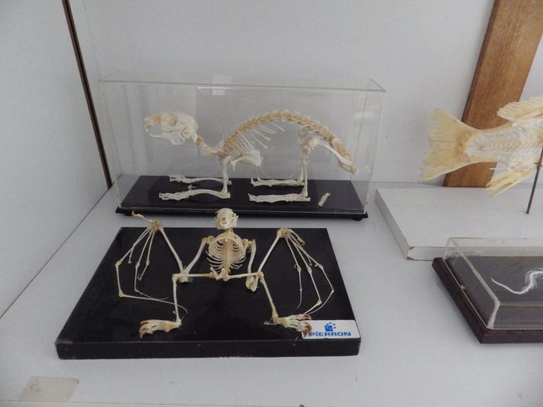 Collections pédagogiques du Lycée Auguste Brizeux, 6 Rue Bourg les Bourgs (Quimper)