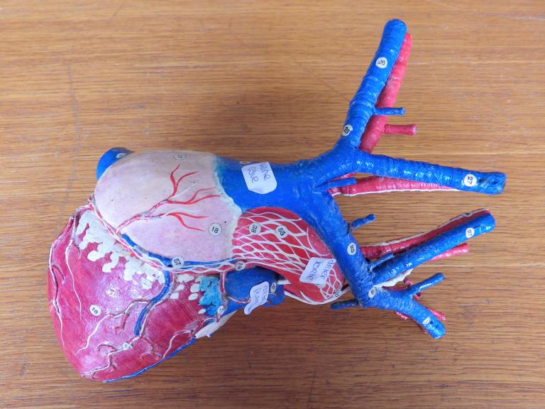 Collections pédagogiques du Lycée René Laënnec, 61 Rue du Lycée (Pont-L'Abbé)