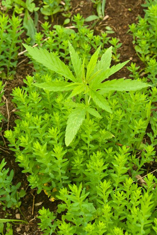 Patrimoine linier et chanvrier de Bretagne