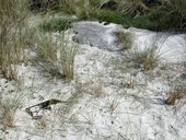 Encuvement pour canon de 50 mm, Kerzenval (Kerlouan)