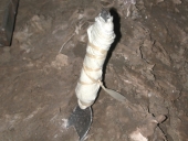 Outil agricole : cuillère à sarcler