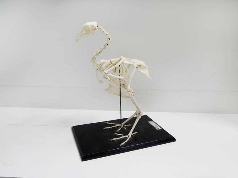 Collections pédagogiques du Lycée Chateaubriand, 136 Boulevard de Vitré (Rennes)