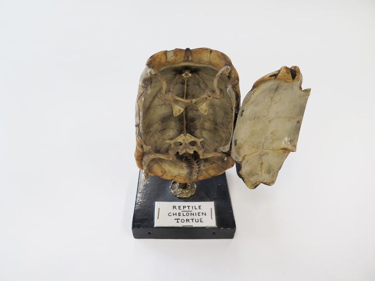 Collections pédagogiques du Lycée Chateaubriand, 136 Boulevard de Vitré (Rennes)