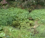 Bassins dit routoirs à lin, Parcou-Merrien (Pleumeur-Bodou)