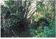 Kanndi Vervian Vian (Dirinion)