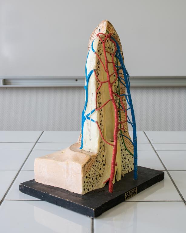 Collections pédagogiques du Lycée René Laënnec, 61 Rue du Lycée (Pont-L'Abbé)