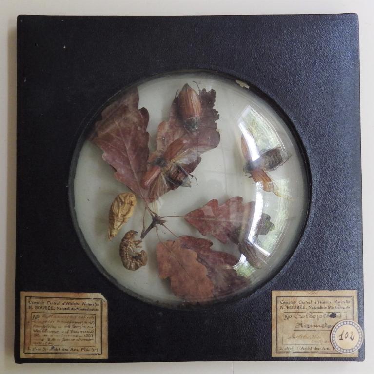 Collections pédagogiques du Lycée Auguste Brizeux, 6 Rue Bourg les Bourgs (Quimper)