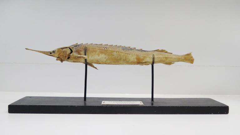 Collections pédagogiques du Lycée Chateaubriand, 136 Boulevard de Vitré (Rennes)