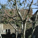 Maison, Travoux (Québriac)