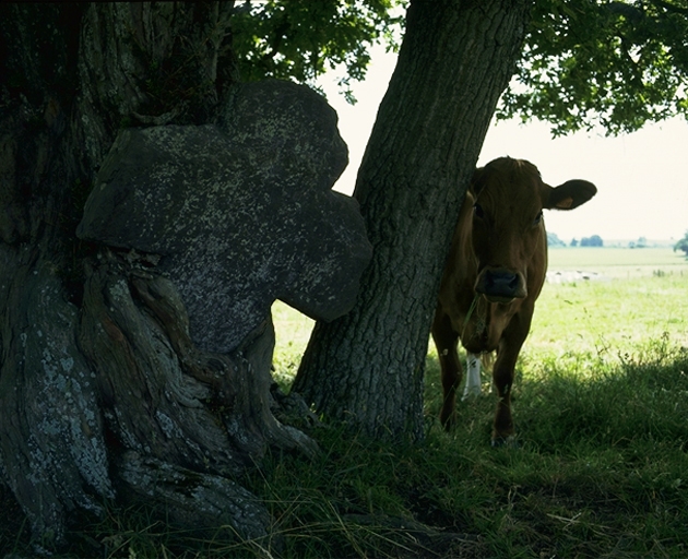 Croix de chemin, le Trévion (Maure-de-Bretagne fusionnée en Val d'Anast en 2017)
