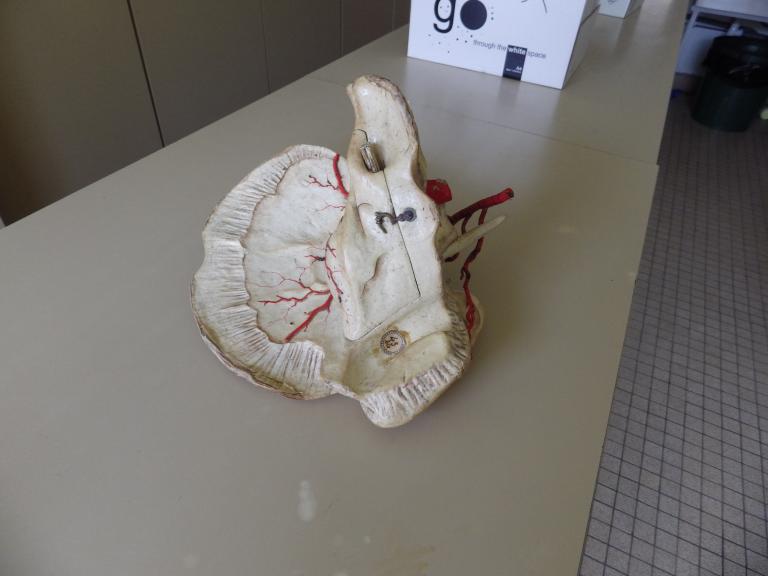 Collections pédagogiques du Lycée Auguste Brizeux, 6 Rue Bourg les Bourgs (Quimper)