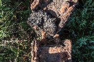 Site d'écluse de Malvran n°132 (Saint-Gelven fusionnée en Bon Repos sur Blavet en 2017)