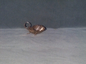 Coquille de baptême