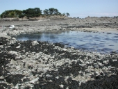 Réservoir à poissons : la pêcherie de L'Islet (Lancieux)