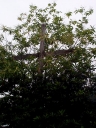 Croix de chemin, près de Trécontur (Maure-de-Bretagne fusionnée en Val d'Anast en 2017)