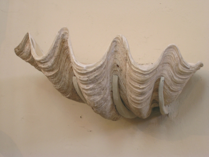 Coquille servant de bénitier