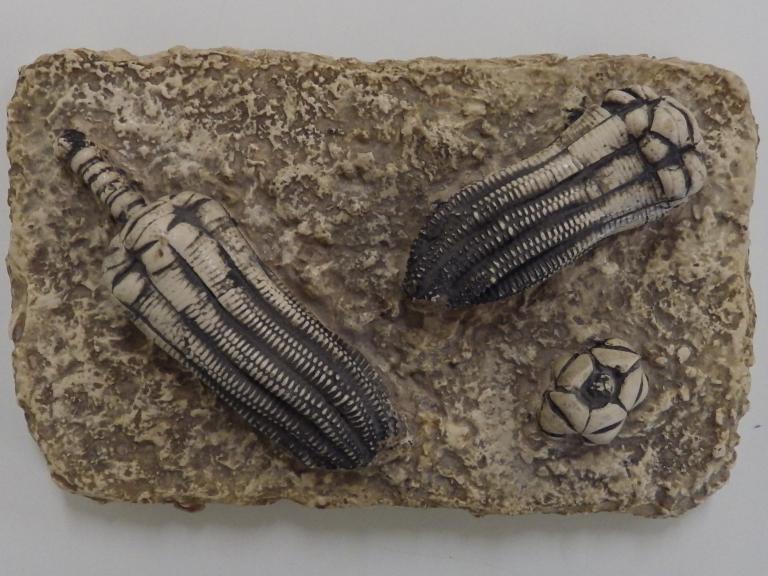 Collections pédagogiques du Lycée Auguste Brizeux, 6 Rue Bourg les Bourgs (Quimper)