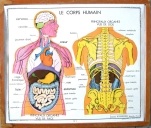 Série de 22 estampes pour illustrer une leçon de sciences : Le corps humain
