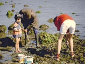 Outils de pêches côtières et d'Estran