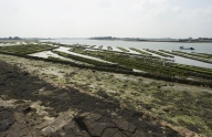 Les chantiers ostréicoles sur la commune de Locoal-Mendon