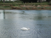 Bief, étang du moulin à marée du Grand Taouïero (Trégastel)