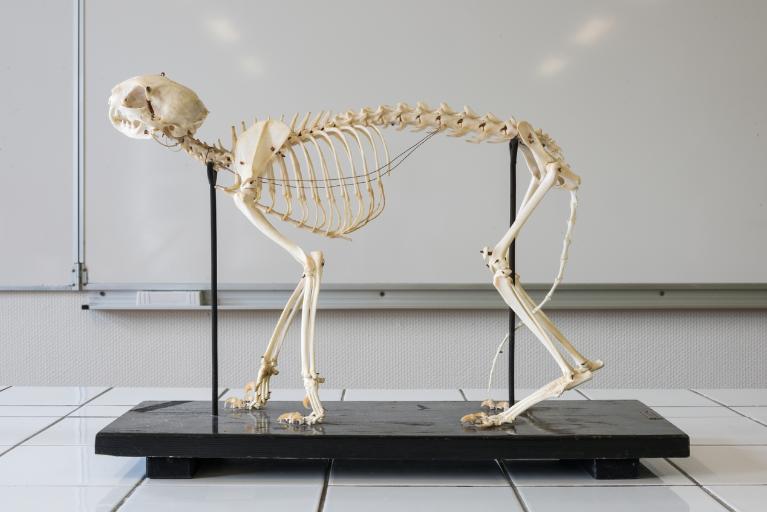 Collections pédagogiques du Lycée René Laënnec, 61 Rue du Lycée (Pont-L'Abbé)