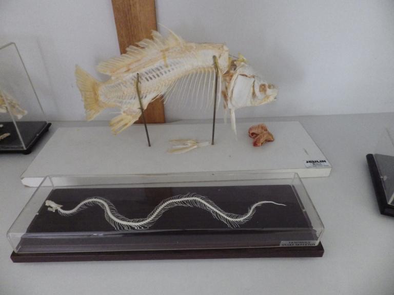 Collections pédagogiques du Lycée Auguste Brizeux, 6 Rue Bourg les Bourgs (Quimper)