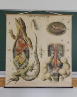 Collections pédagogiques du Lycée Chateaubriand, 136 Boulevard de Vitré (Rennes)