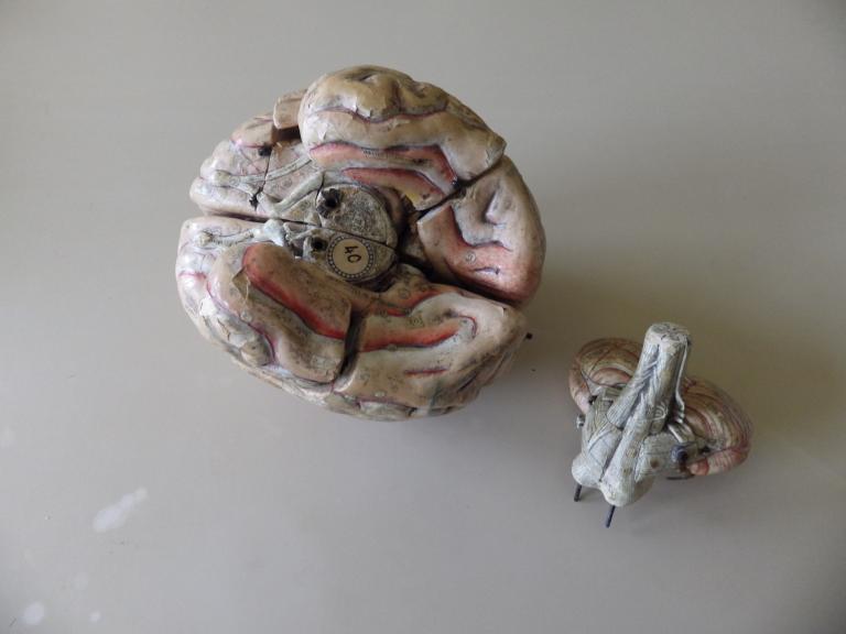 Collections pédagogiques du Lycée Auguste Brizeux, 6 Rue Bourg les Bourgs (Quimper)