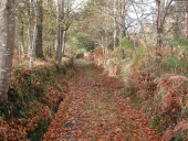 Chemin de Lann-Saliou (Trédrez-Locquémeau)
