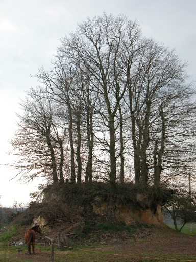 Motte, la Motte Marcillé (Gévezé)