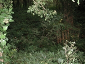 Lavoir, la Magdelaine (Sainte-Marie)