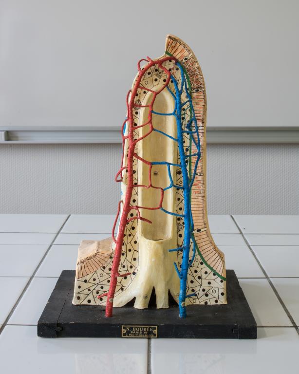 Collections pédagogiques du Lycée René Laënnec, 61 Rue du Lycée (Pont-L'Abbé)