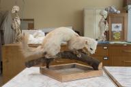 Collections pédagogiques du Lycée Brequigny, 7 Avenue Georges Graff (Rennes)