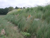 Digue, dit sillon Saint-Jean (Hillion)