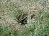 Bunker - poste d'observation et de tir dit Tobruk-Stand (n° 2), Pointe Saint-Samson, Pierre Double (Plougasnou)