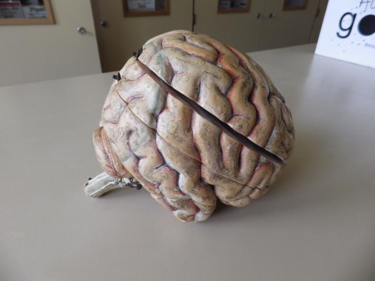 Collections pédagogiques du Lycée Auguste Brizeux, 6 Rue Bourg les Bourgs (Quimper)