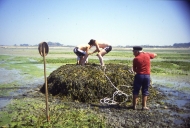 Outil de goémonier : drome