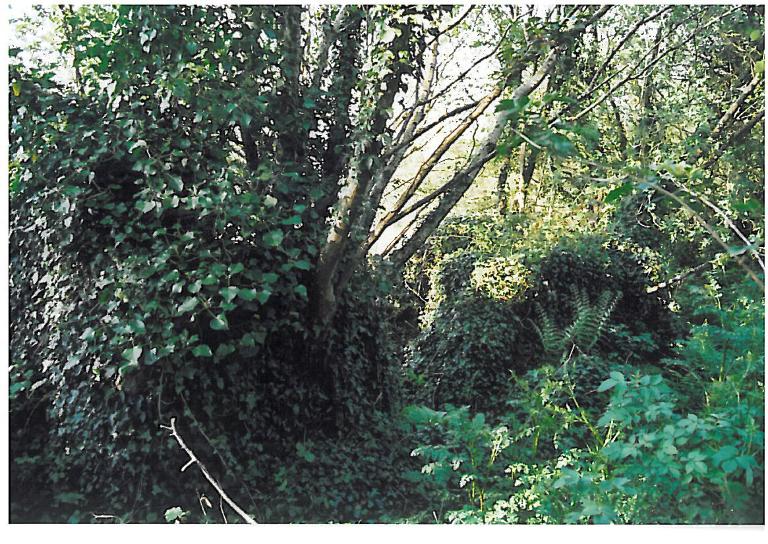 Kanndi Vervian Vian (Dirinion)