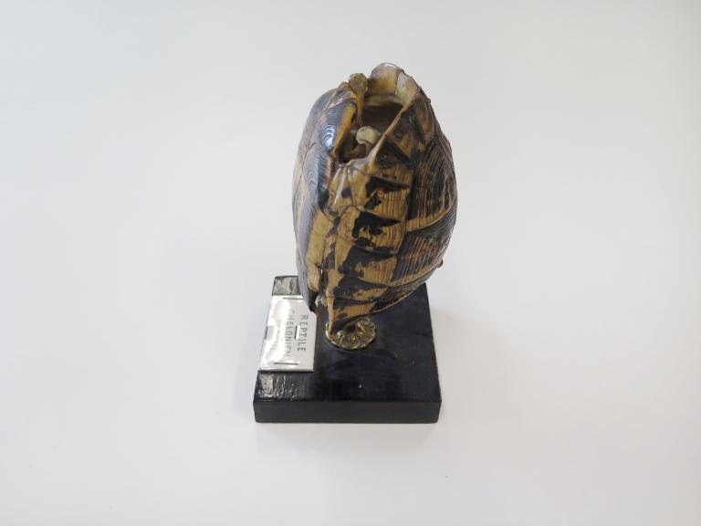 Collections pédagogiques du Lycée Chateaubriand, 136 Boulevard de Vitré (Rennes)