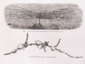 Collecteur d'huîtres : fascine