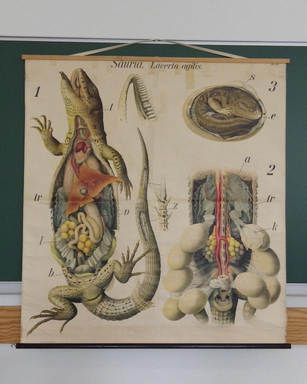 Collections pédagogiques du Lycée Chateaubriand, 136 Boulevard de Vitré (Rennes)