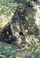 Kanndi de Kerverzon Vian (Irvillac)